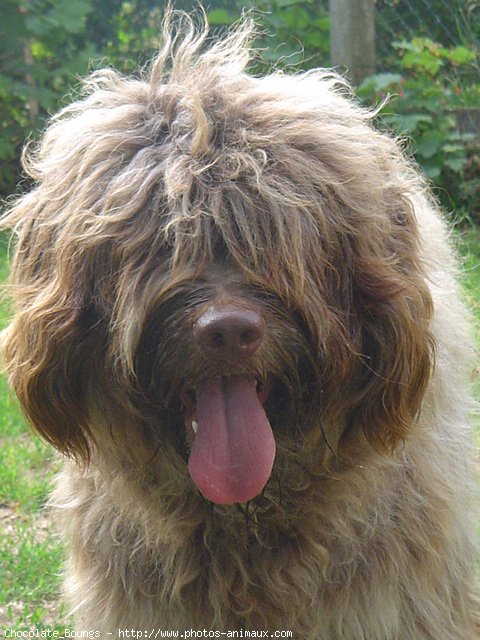 Photo de Chien de berger de la serra aires