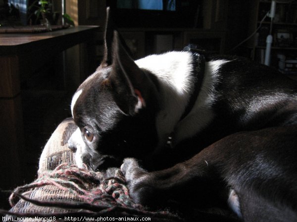 Photo de Boston terrier