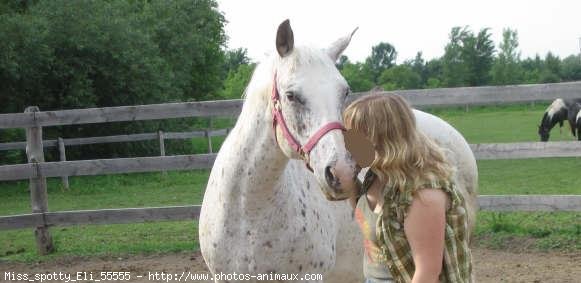 Photo d'Appaloosa