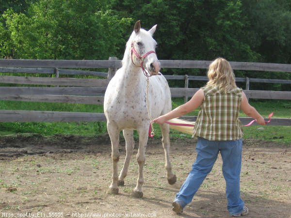 Photo d'Appaloosa