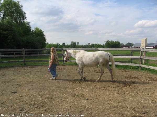 Photo d'Appaloosa