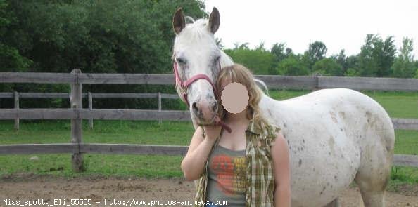 Photo d'Appaloosa