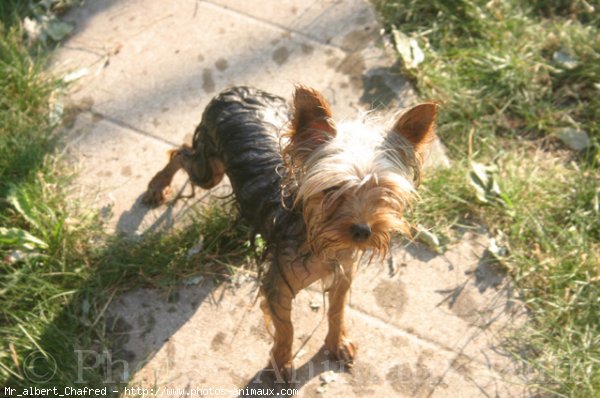 Photo de Yorkshire terrier