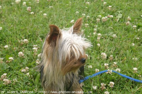 Photo de Yorkshire terrier