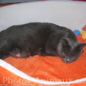 Photo de Chartreux