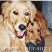 Photo de Golden retriever