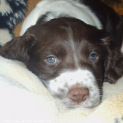 Photo d'English springer spaniel