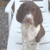 Photo d'English springer spaniel