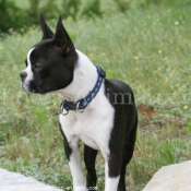 Photo de Boston terrier