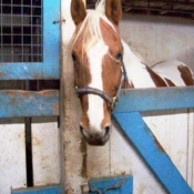 Photo de Paint horse