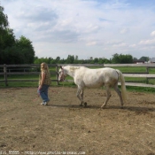 Photo d'Appaloosa