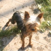 Photo de Yorkshire terrier