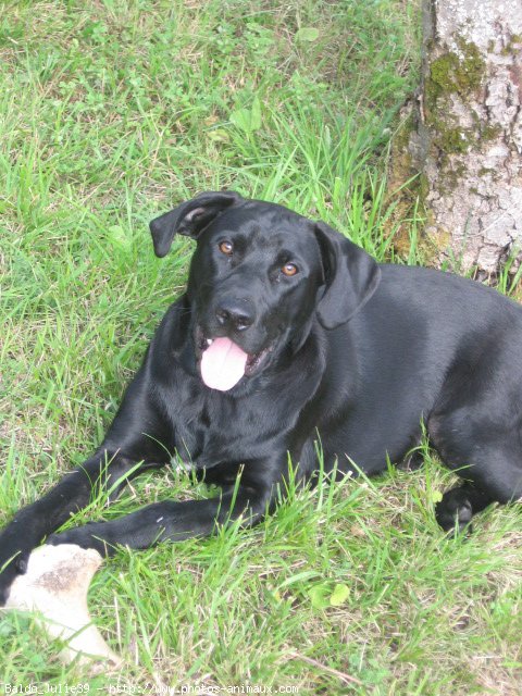 Photo de Labrador retriever