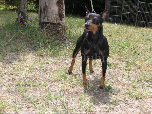 Photo de Pinscher nain