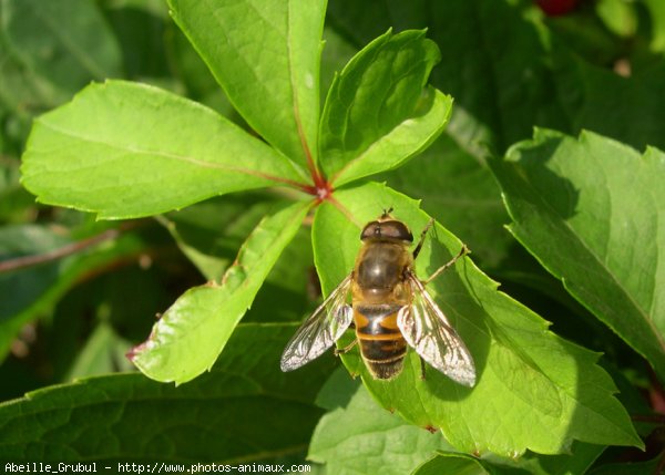 Photo d'Abeille