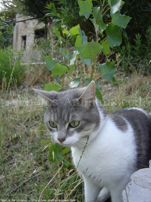 Photo de Chat domestique