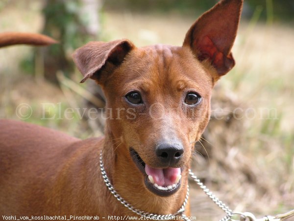 Photo de Pinscher nain