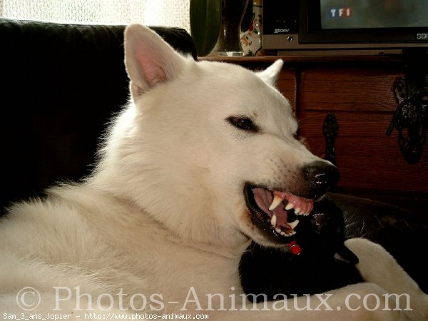 Photo de Berger blanc suisse