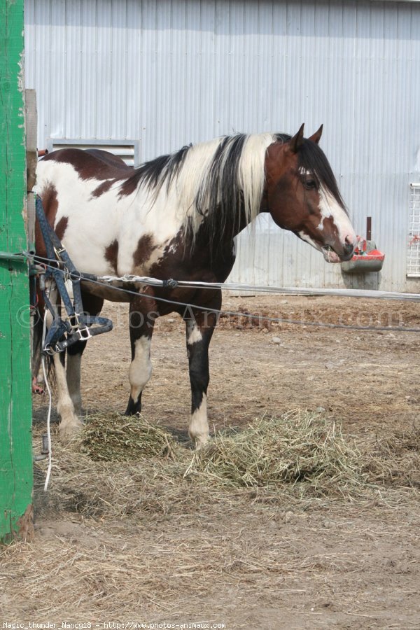 Photo de Paint horse