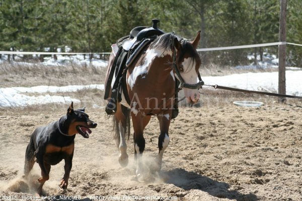 Photo de Paint horse