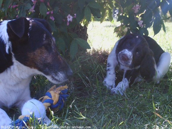 Photo d'English springer spaniel