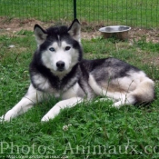 Photo de Husky siberien