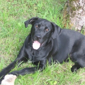 Photo de Labrador retriever