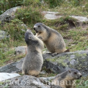 Photo de Marmotte