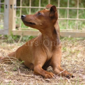 Photo de Pinscher nain