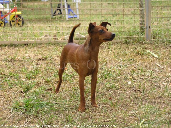 Photo de Pinscher nain