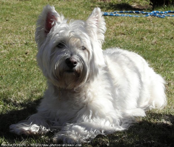 Photo de West highland white terrier