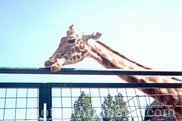 Photo de Girafe