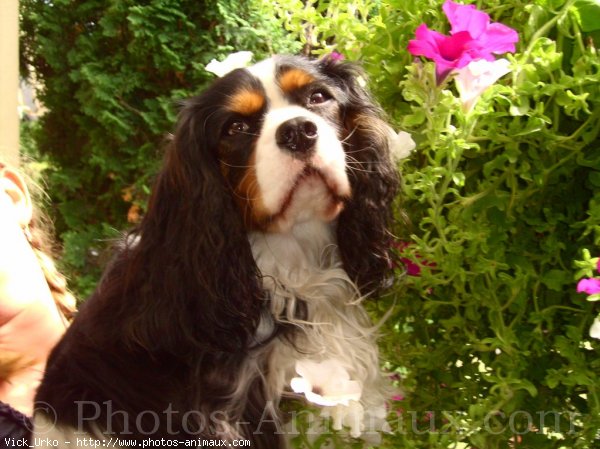 Photo de Cavalier king charles spaniel