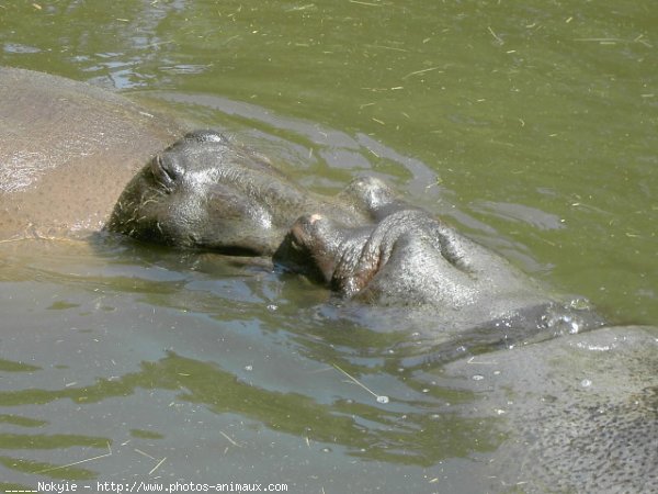 Photo de Hippopotame