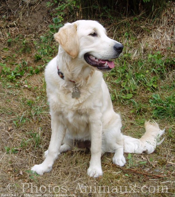 Photo de Golden retriever