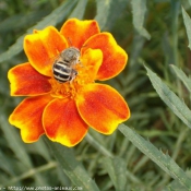 Photo d'Abeille