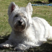 Photo de West highland white terrier