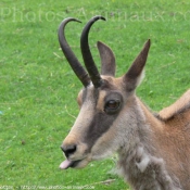 Photo de Chamois