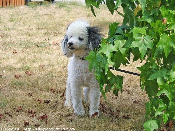 Photo de Caniche moyen