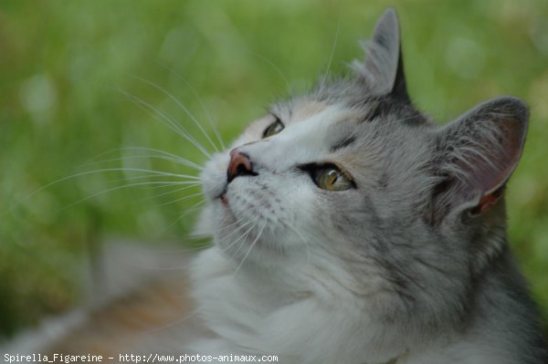 Photo de Chat domestique