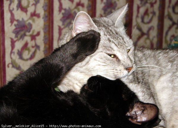 Photo de Chat domestique