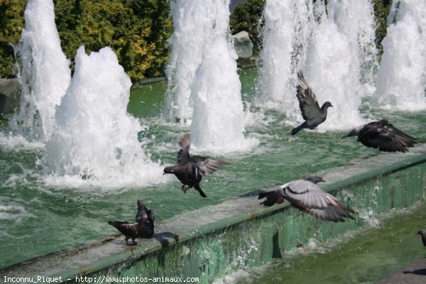 Photo de Pigeon