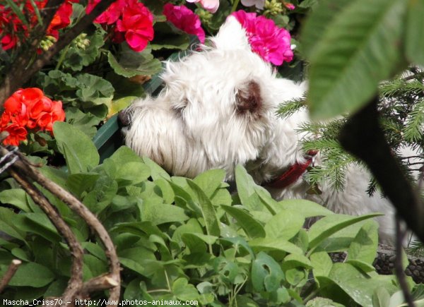 Photo de West highland white terrier