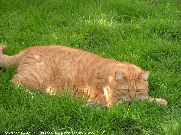 Photo de Chat domestique