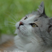 Photo de Chat domestique