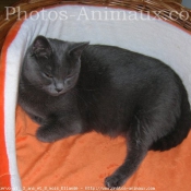 Photo de Chartreux