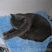 Photo de Chartreux