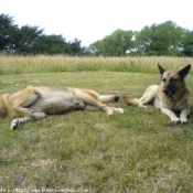 Photo de Berger allemand  poil court