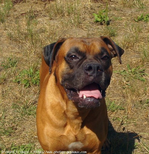 Photo de Boxer