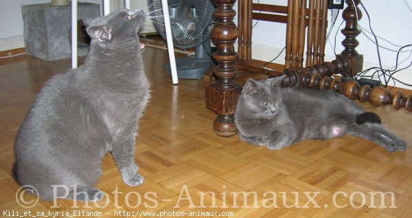 Photo de Chartreux